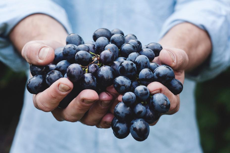 Farmer holding grapes