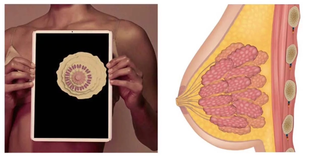Moodboard pictures of graphical mammary glands